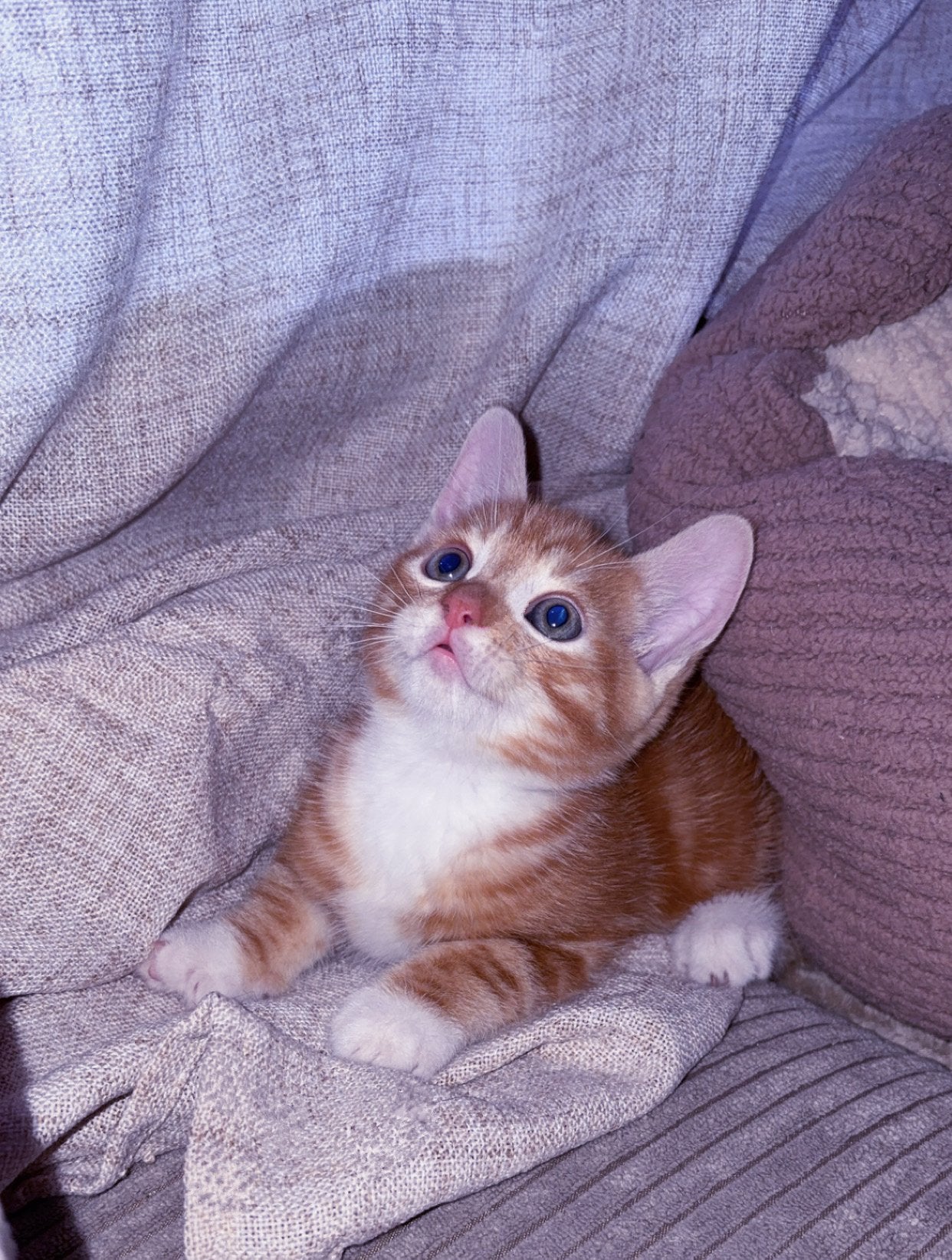 Super mooie kittens, Meerdere dieren, Kortharig, 0 tot 2 jaar