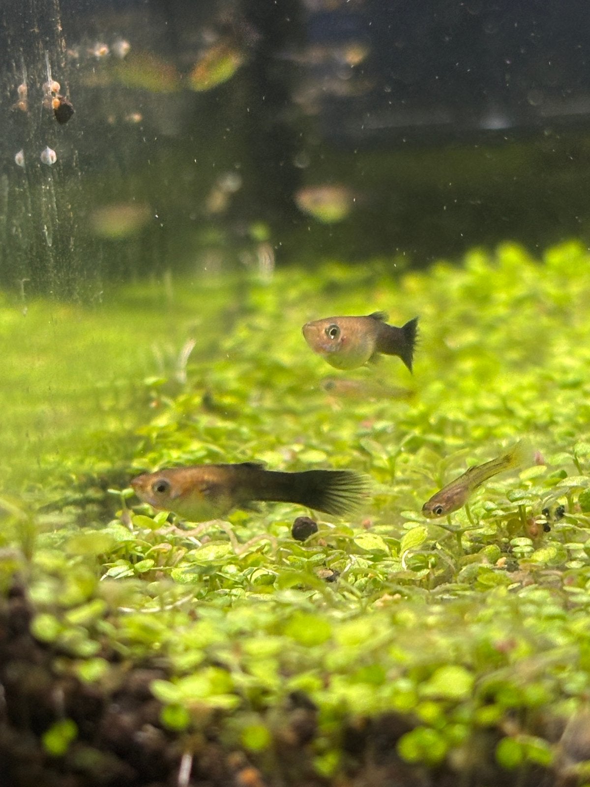 Meerdere soorten guppy’s, Dieren en Toebehoren, Vissen | Aquariumvissen, Vis
