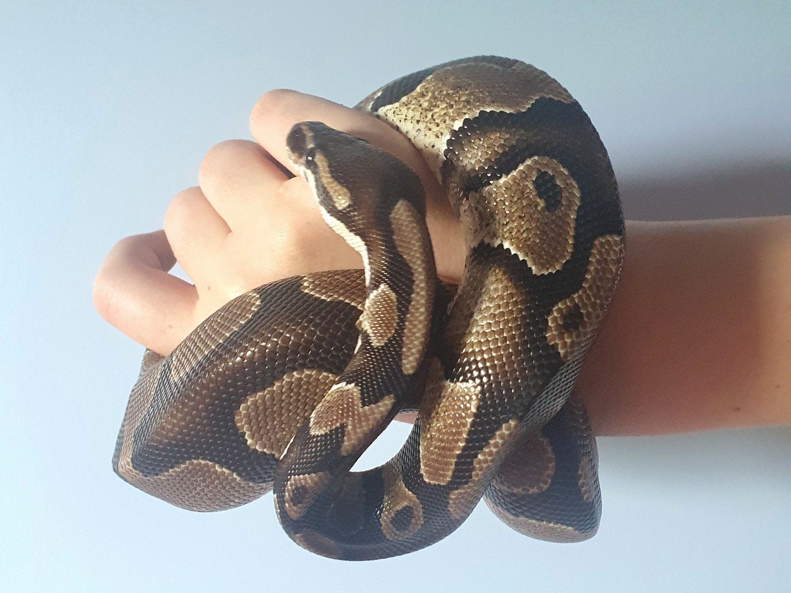 Prachtige jonge Koningspython, handtam, Dieren en Toebehoren, Reptielen en Amfibieën, Slang, 0 tot 2 jaar