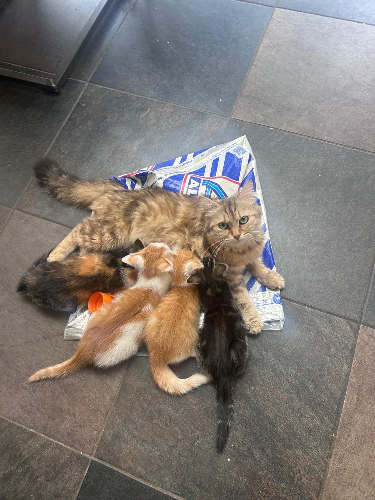 Kruising Siberische kitten, Dieren en Toebehoren, Meerdere dieren, Ontwormd, 0 tot 2 jaar