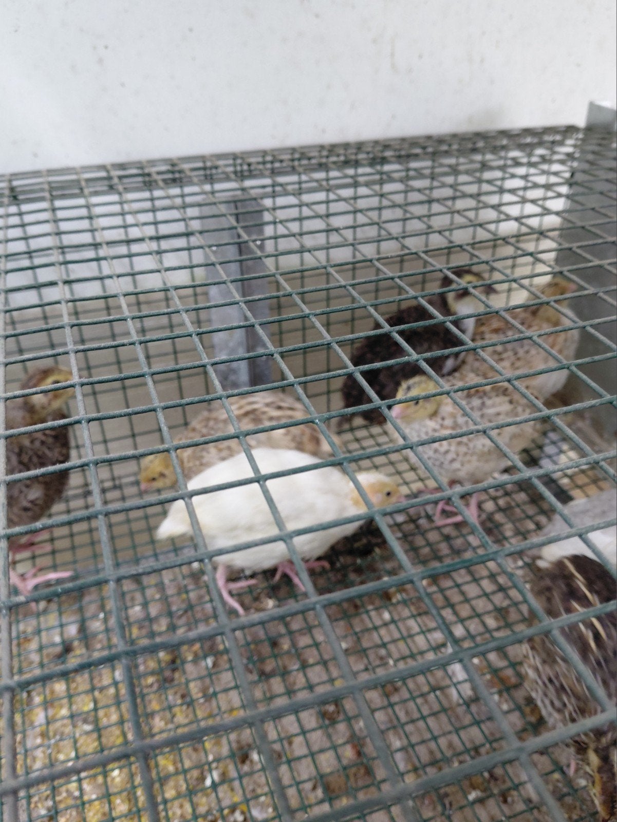 Te koop:  lieve mooie kwartelkuikens, Dieren en Toebehoren, Geslacht onbekend, Tam