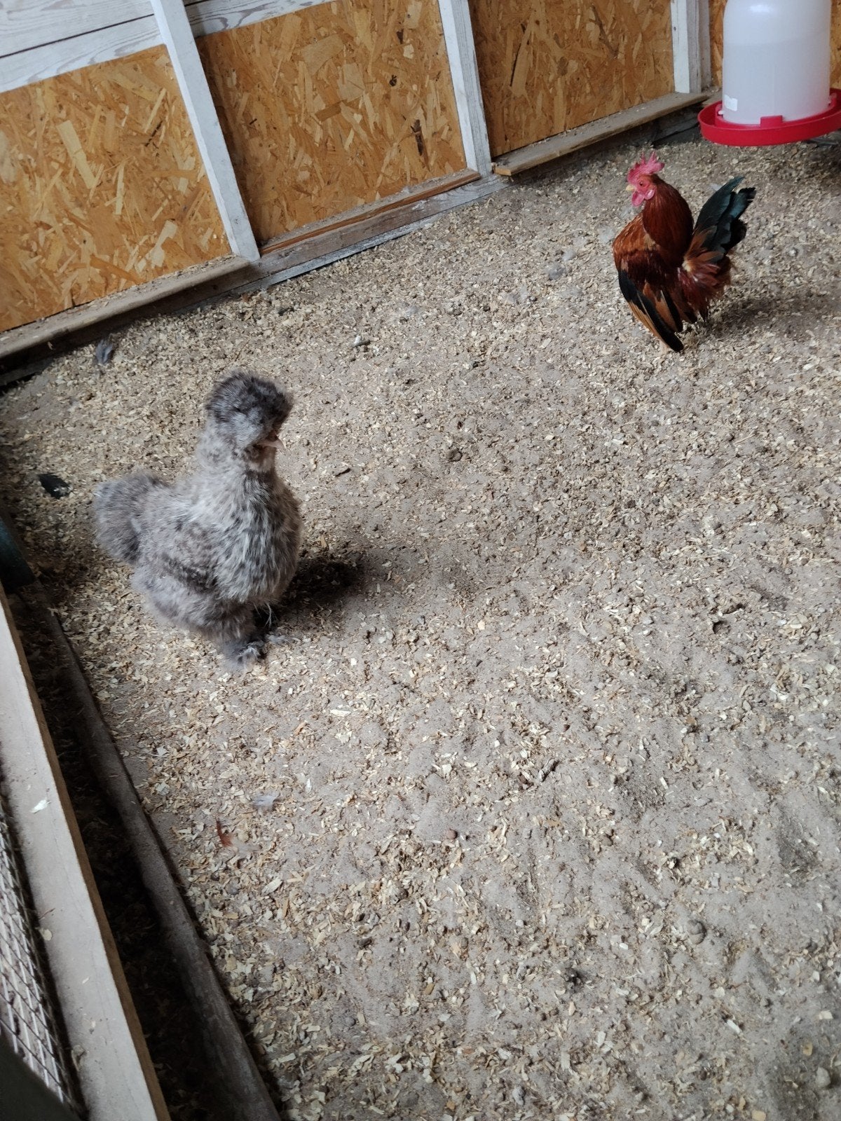 zijderhoenen en zijderhoenkippen inclusief 3 haantjes, Dieren en Toebehoren, Pluimvee, Vrouwelijk, Kip