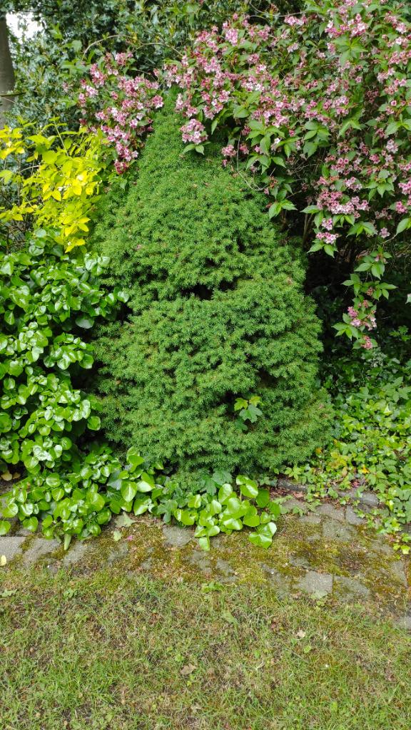 Gratis 3 coniferen, Tuin en Terras, Ophalen, Bloeit niet, Halfschaduw, Overige soorten