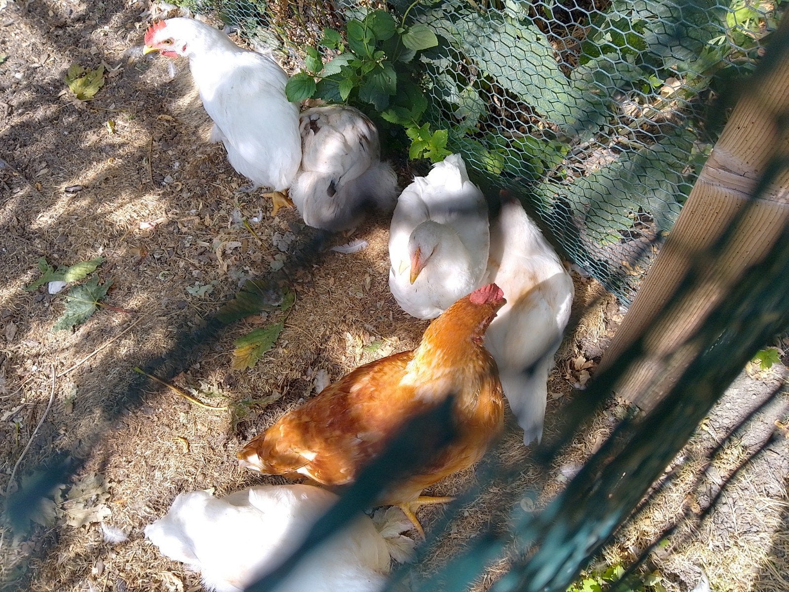 4 hanen, Dieren en Toebehoren, Pluimvee, Mannelijk, Kip