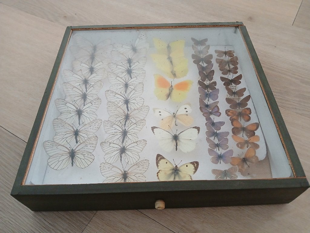 Verzameling van vlinders in vitrine, Ophalen, Gebruikt, Insect, Opgezet dier