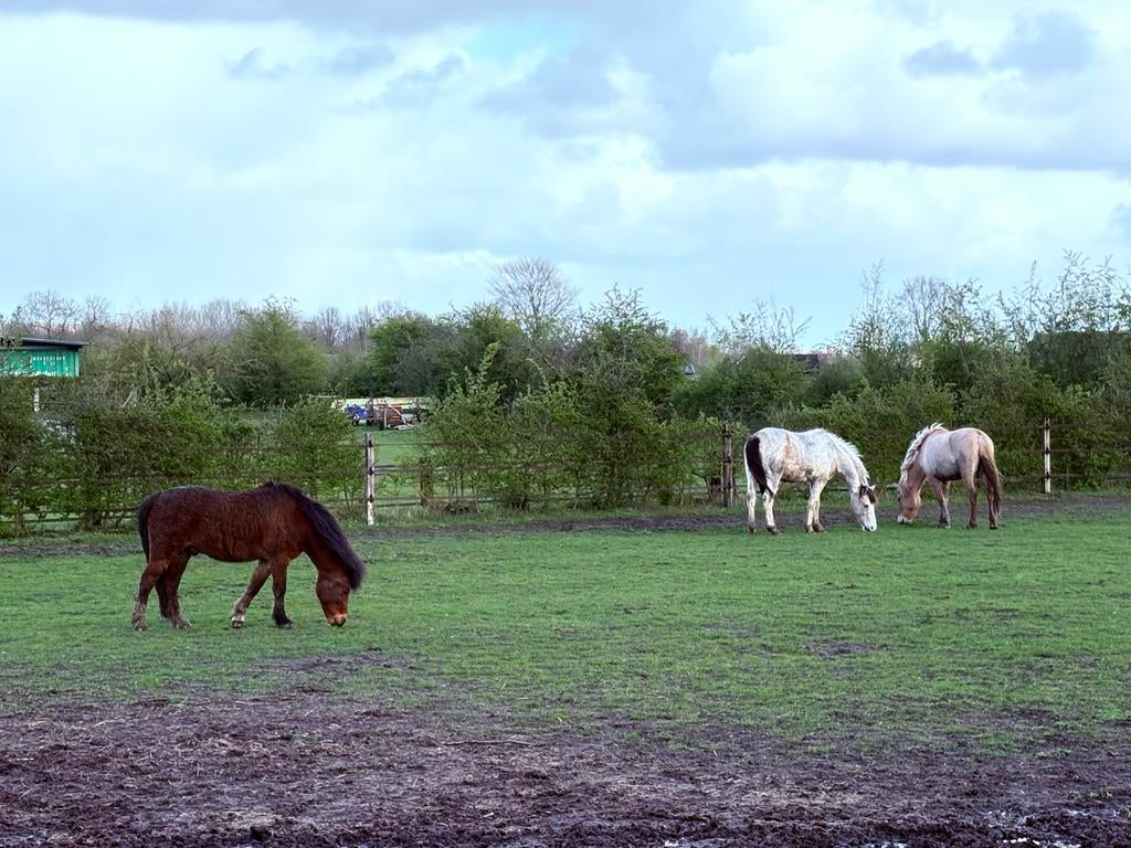 Gezocht: verzorger/ster voor 3 pony’s in Steenderen, Dieren en Toebehoren, Stalling en Weidegang