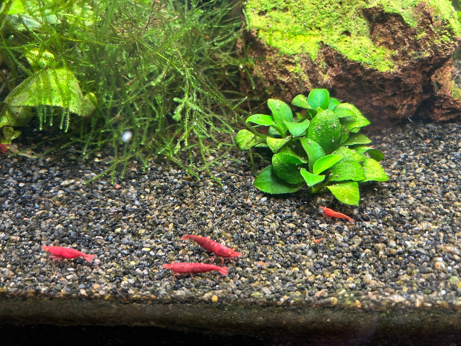 Bloody Mary garnalen met oranje ogen., Dieren en Toebehoren, Vissen | Aquariumvissen, Kreeft, Krab of Garnaal