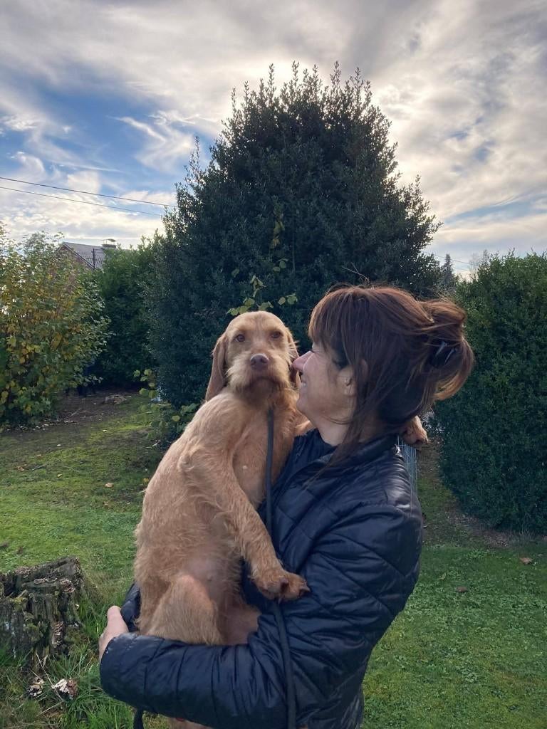 Vizsla draadhaarpups gepland einde zomer 26, Dieren en Toebehoren, Honden | Setters en Staande honden, Parvo, België, Particulier