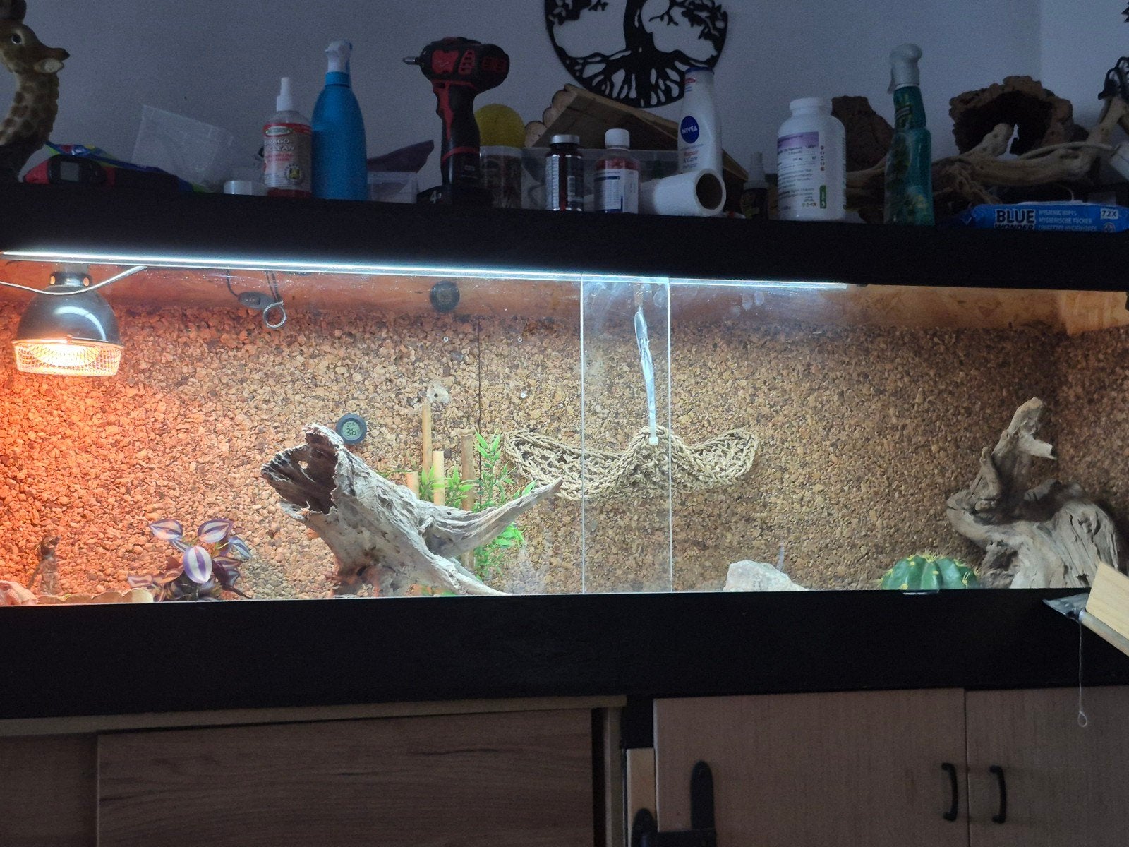 mooie baardagaam man 7 maanden incl terrarium 1.80 breed Bearded Dragon photo 3
