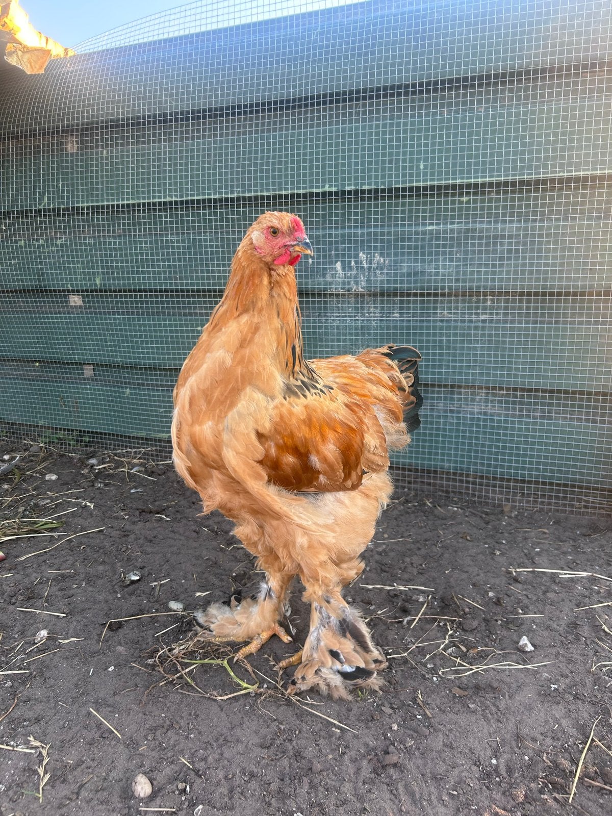 Haan te koop, Mannelijk, Kip
