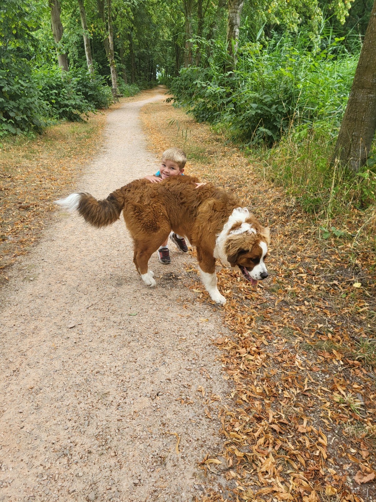 Berner x Bernard, 15 weken tot 1 jaar, Eén hond, Nederland, Particulier