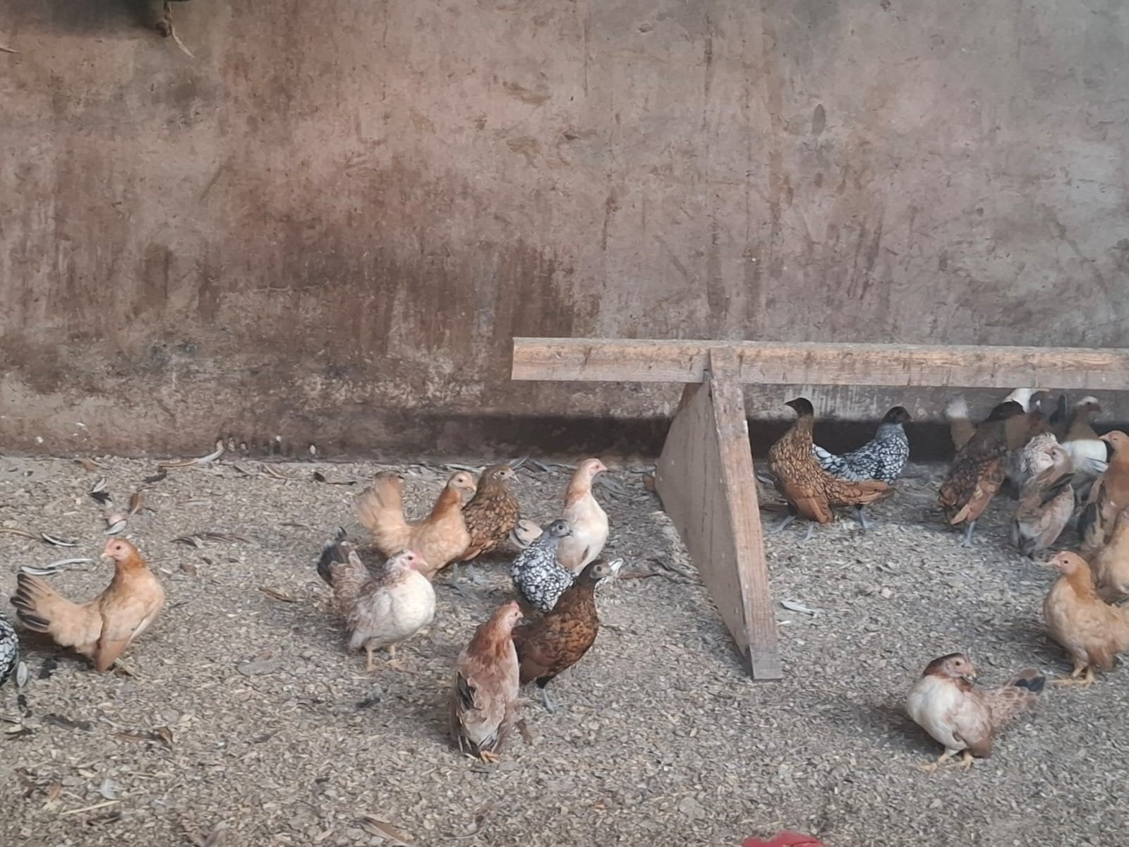 serrama hennen, Dieren en Toebehoren, Vrouwelijk, Kip