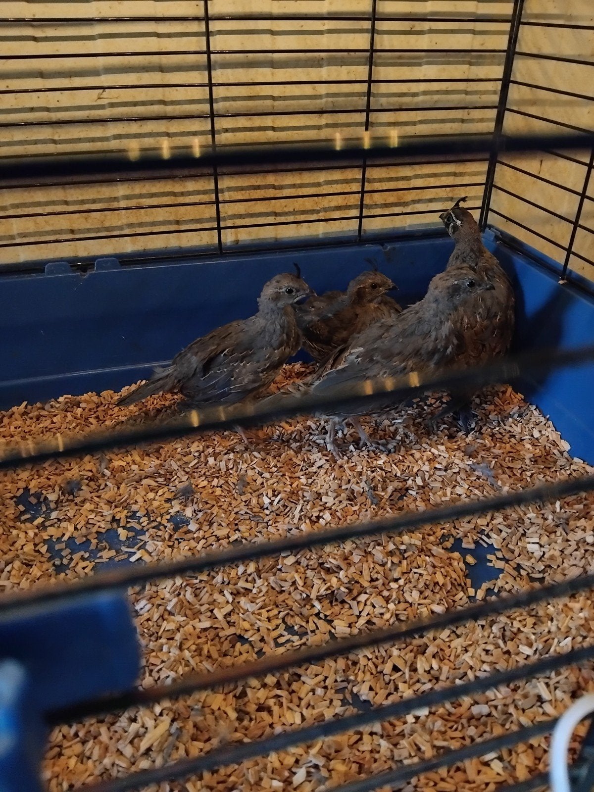 Californische kuifkwartel,  koppels, Meerdere dieren