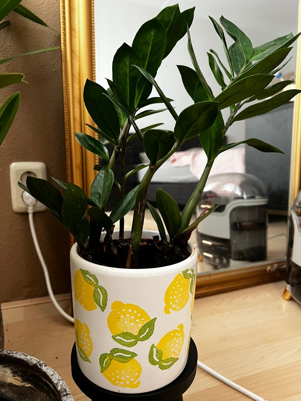 Zizi plant with Citroen pot ceramic, Ophalen, Overige soorten, Halfschaduw, In pot