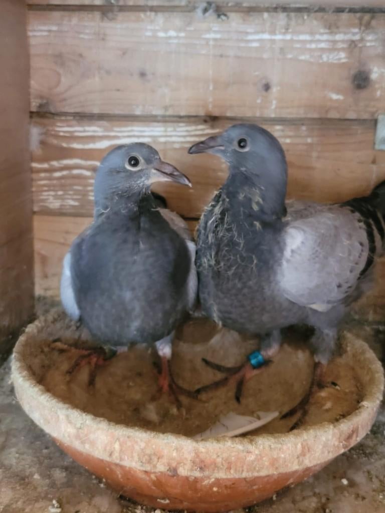 Postduiven, Meerdere dieren, Postduif
