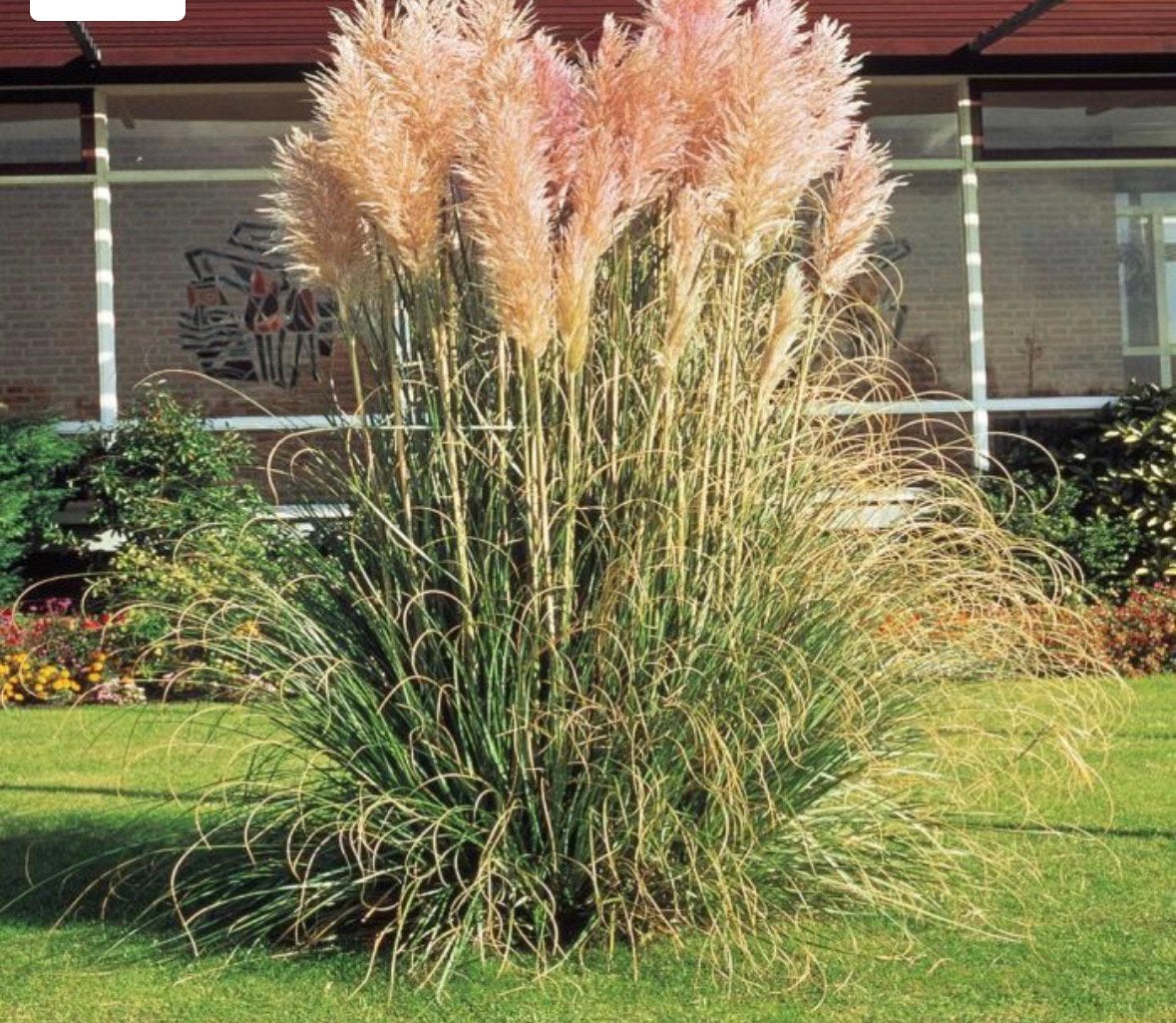 Gratis af te halen Pampasgras roze ( 2 meter hoog) 3 stuks, Ophalen of Verzenden, Siergrassen, Volle zon