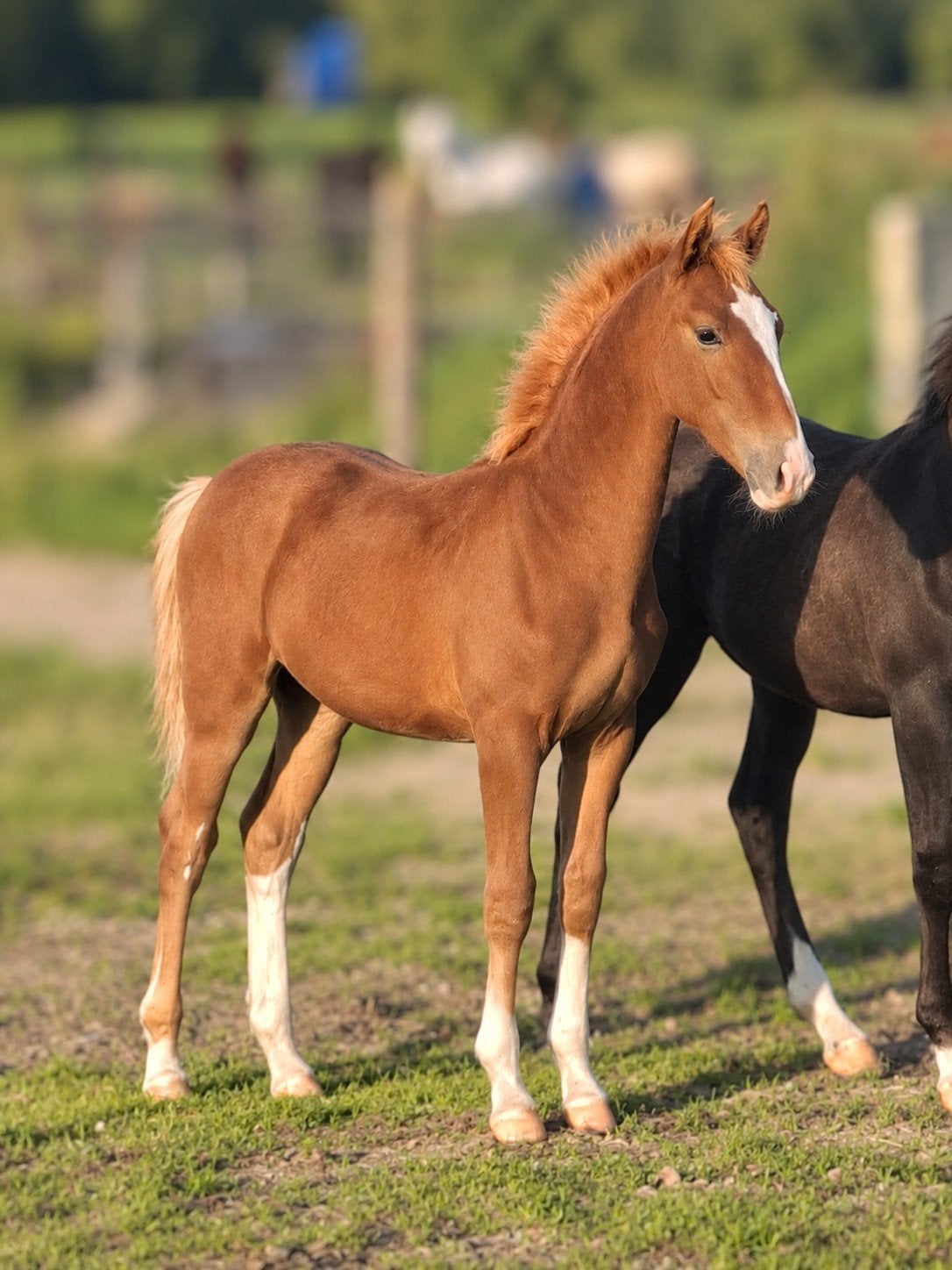 Gelders hengstveulen, Dieren en Toebehoren, Met stamboom, Dressuurpaard, 0 tot 2 jaar, Hengst
