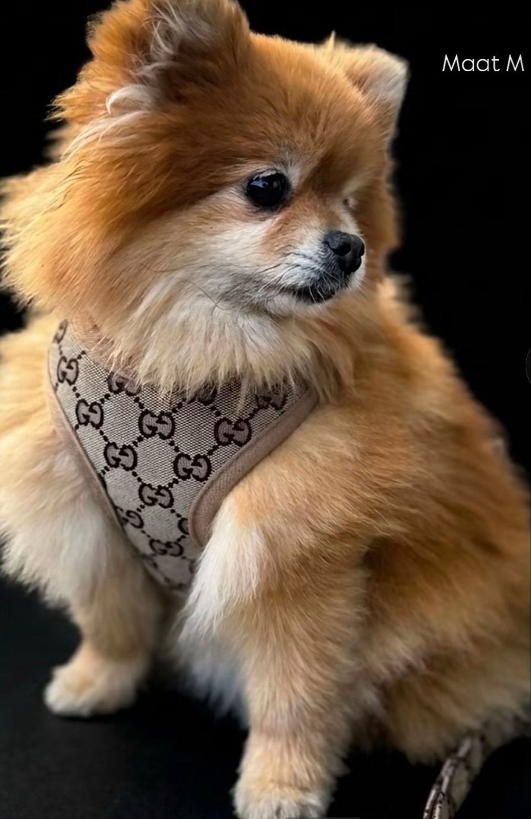 GG tuigje+riem of GG Jumper pets, Ophalen of Verzenden, Nieuw