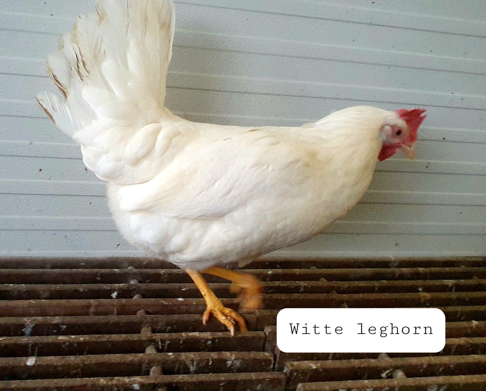 Witte leghorn, Dieren en Toebehoren, Vrouwelijk, Kip