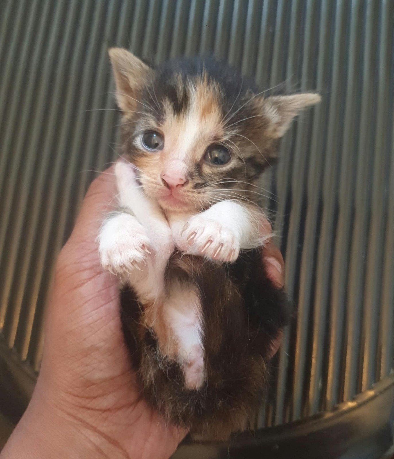 3 kittens zoeken een gouden mandje, Meerdere dieren