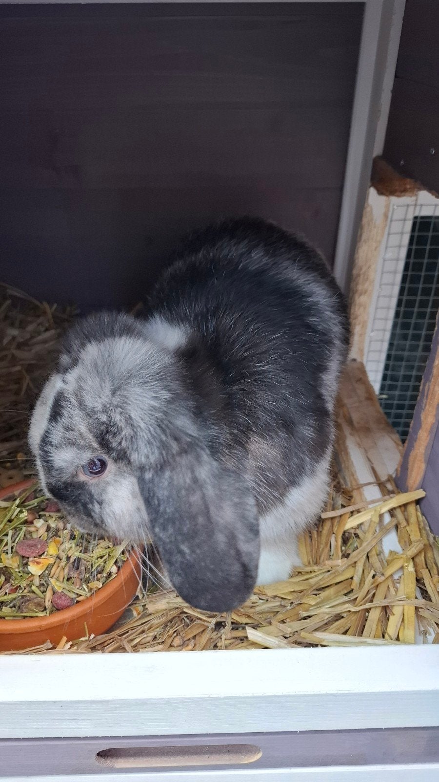 lief konijn +hok, Dieren en Toebehoren, Mannelijk, Hangoor, 0 tot 2 jaar