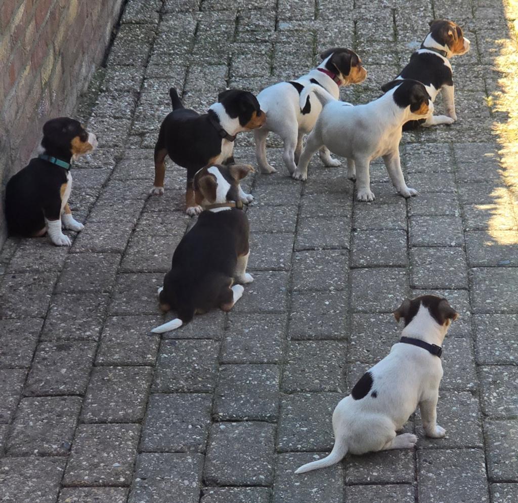 Mooie raszuivere boerenfox puppy's te koop!, Overige rassen, 8 tot 15 weken, Meerdere, Meerdere dieren