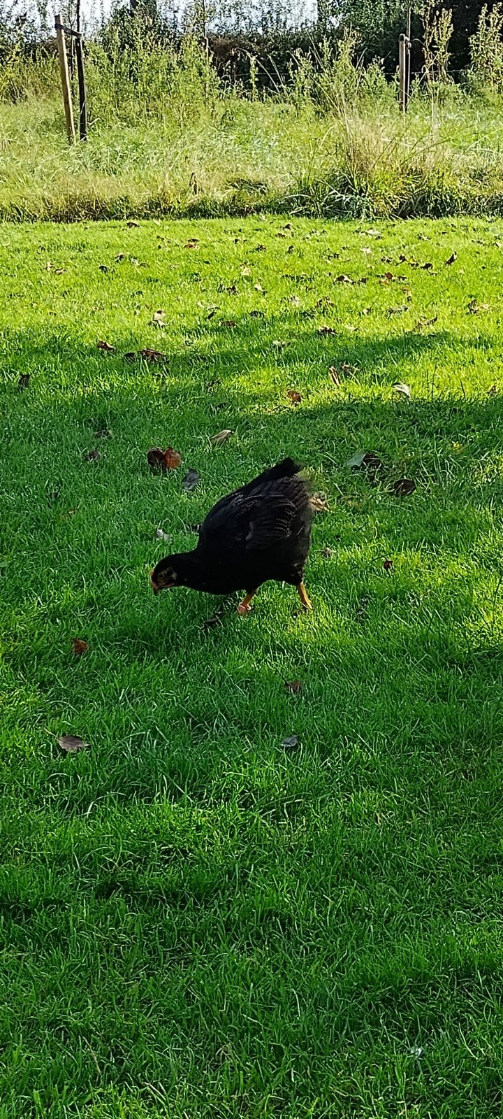 barnevelder dubbelgezoomd hennen en hanen groot ras, Dieren en Toebehoren, Meerdere dieren, Kip