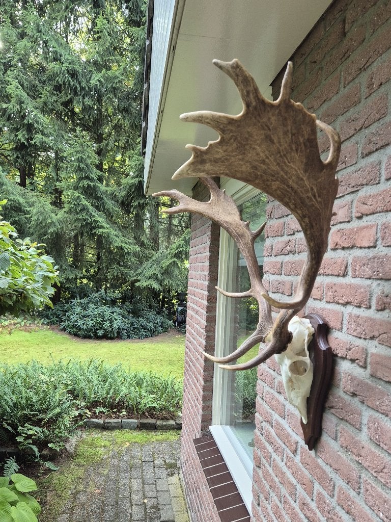 Groot Damhert Gewei op Houten Schild - Topkwaliteit a9, Ophalen, Zo goed als nieuw, Hert, Gewei of Kop