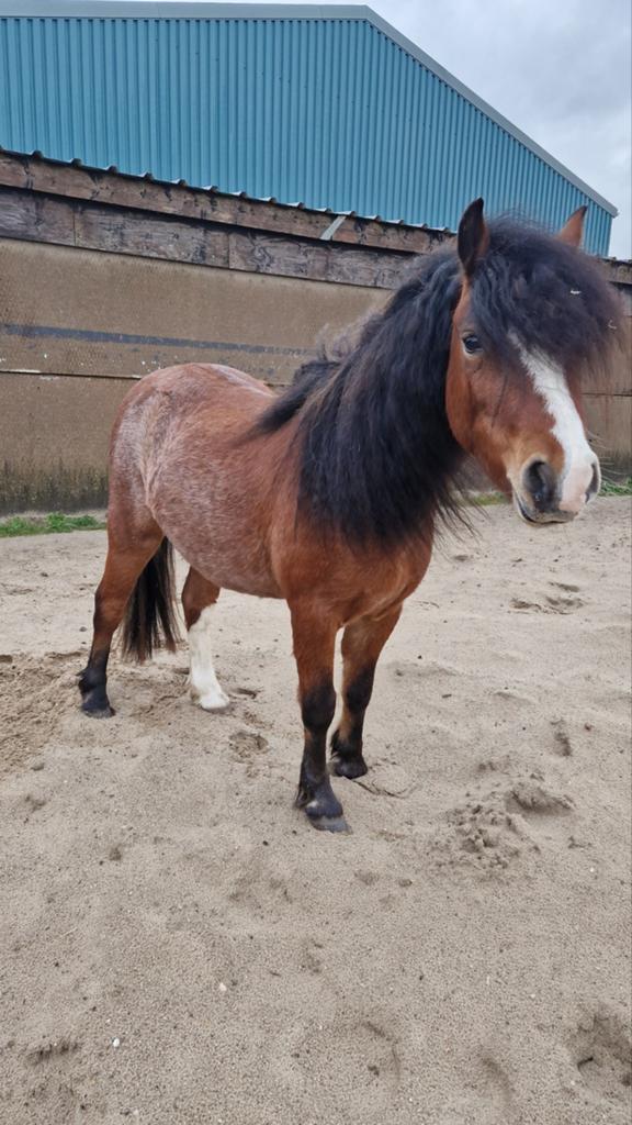 Gezocht: hulp bij beleren welsh pony/ verzorgpony aangeboden, Ophalen, Nieuw, Overige soorten