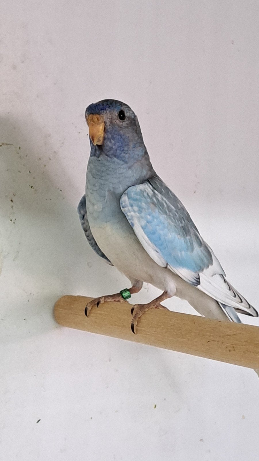 splendid, Dieren en Toebehoren, Vogels | Parkieten en Papegaaien, Parkiet