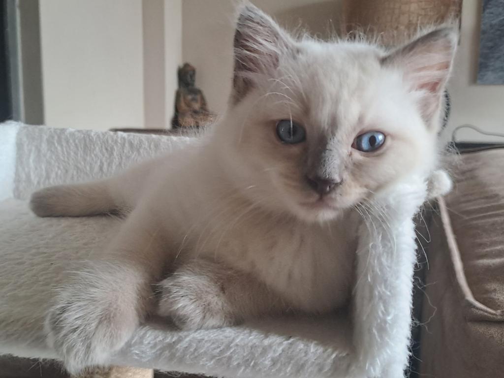 Nog 1 Ragdoll kitten te koop, Dieren en Toebehoren, Katten en Kittens | Raskatten | Langhaar, Meerdere dieren, Ontwormd