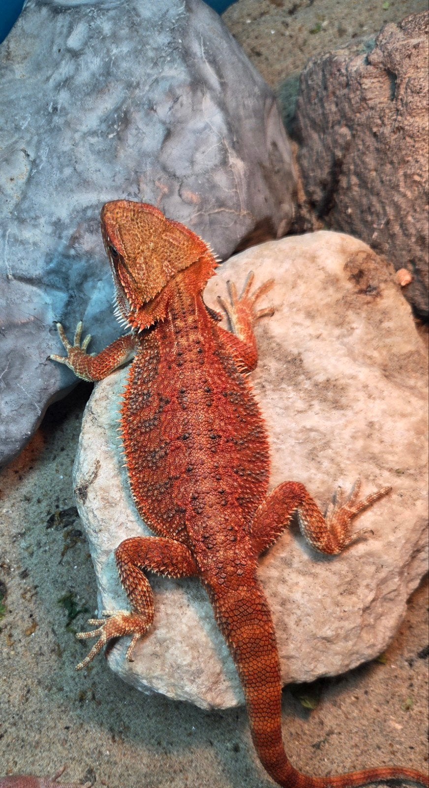 Erg mooie spanishred tiger  baardagaam vrouwtje aangeboden, Dieren en Toebehoren, Reptielen en Amfibieën, Hagedis, Tam, 0 tot 2 jaar