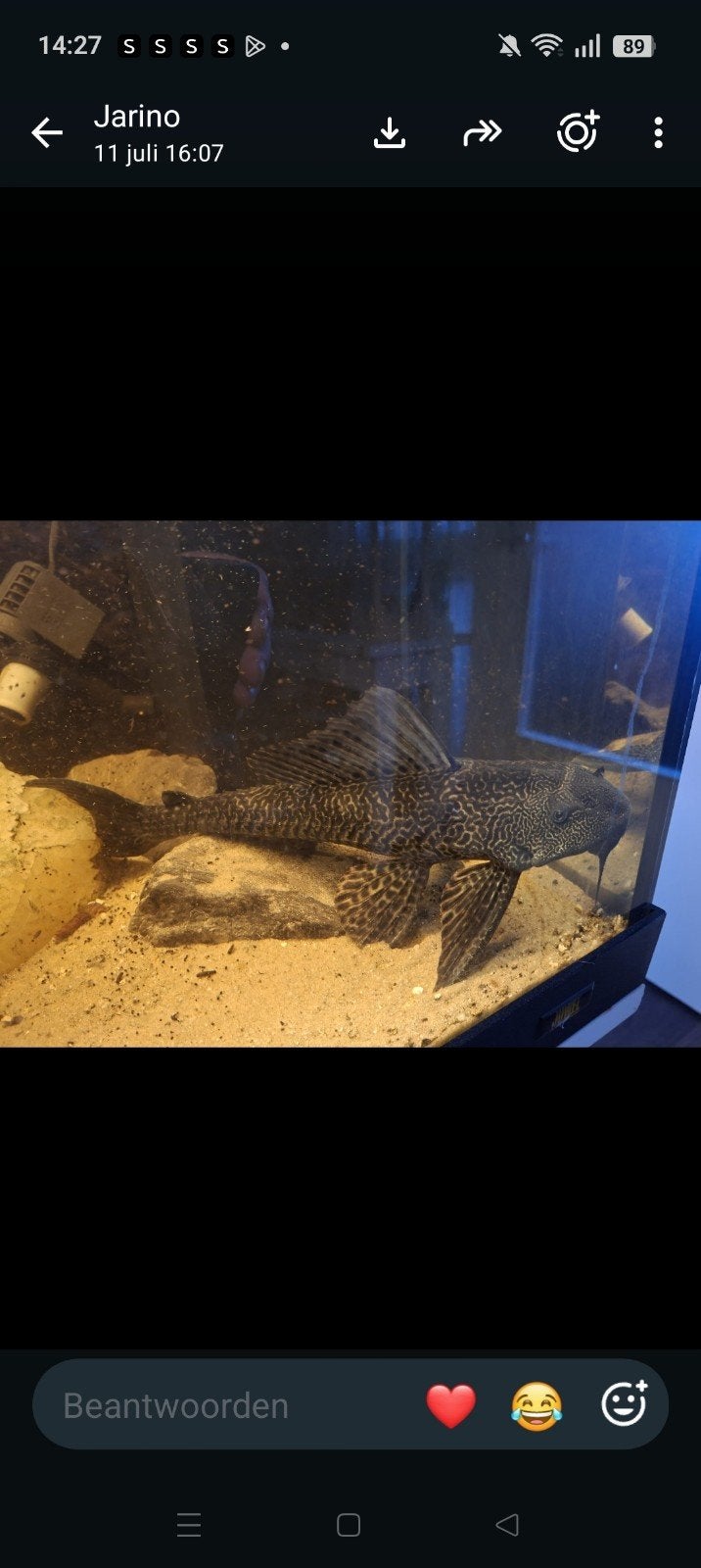 goed tehuis gezocht voor grote Pleco.
