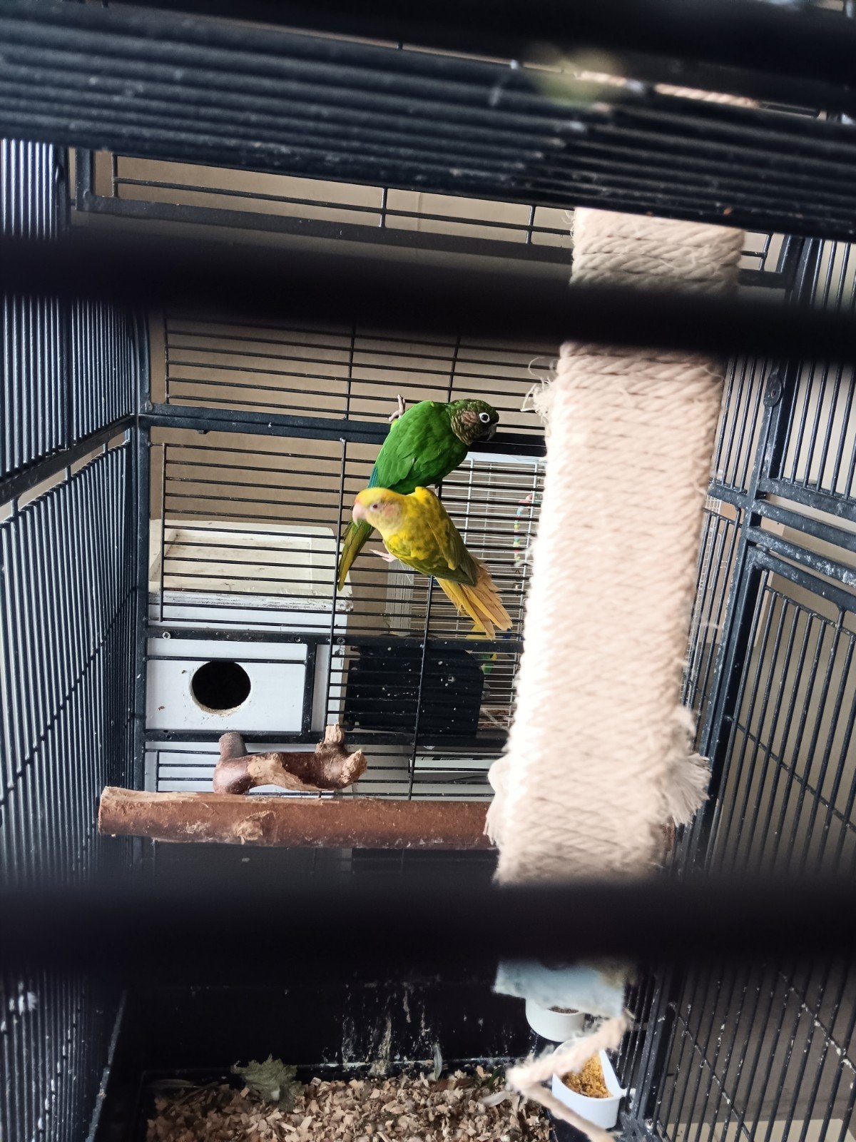 twee pyrrhuras,, Dieren en Toebehoren, Meerdere dieren, Parkiet, Geringd