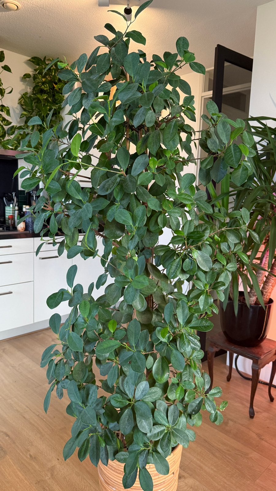 Ficus microcarpa te koop, Huis en Inrichting, Ophalen, Ficus, Halfschaduw, Minder dan 100 cm