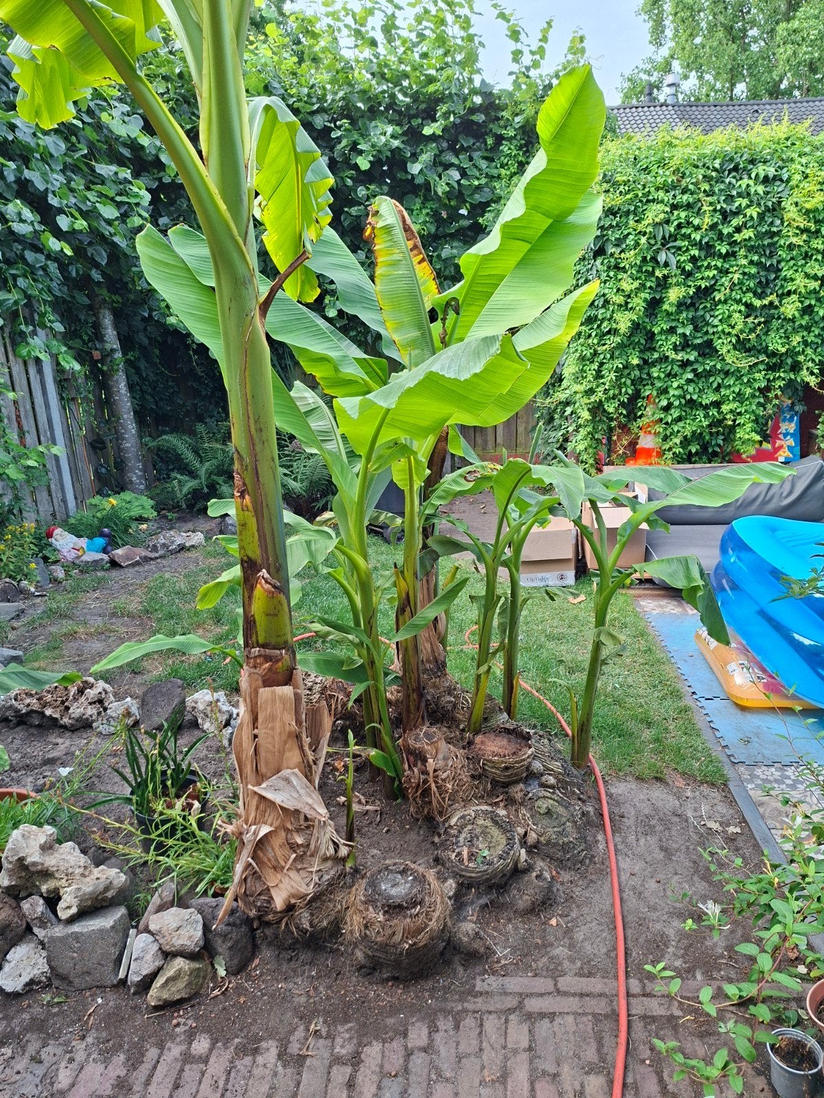 Winterharde Bananenboom stek - ca. 1 meter, Tuin en Terras, Ophalen, Volle zon, Vaste plant, Bloeit niet