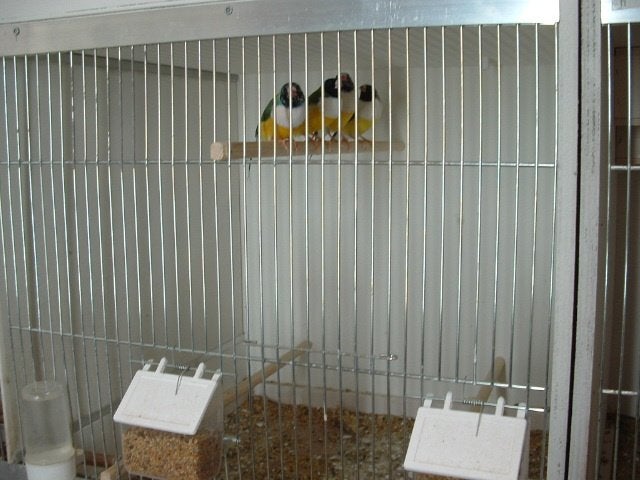 tropische vogels, Mannelijk, Tropenvogel