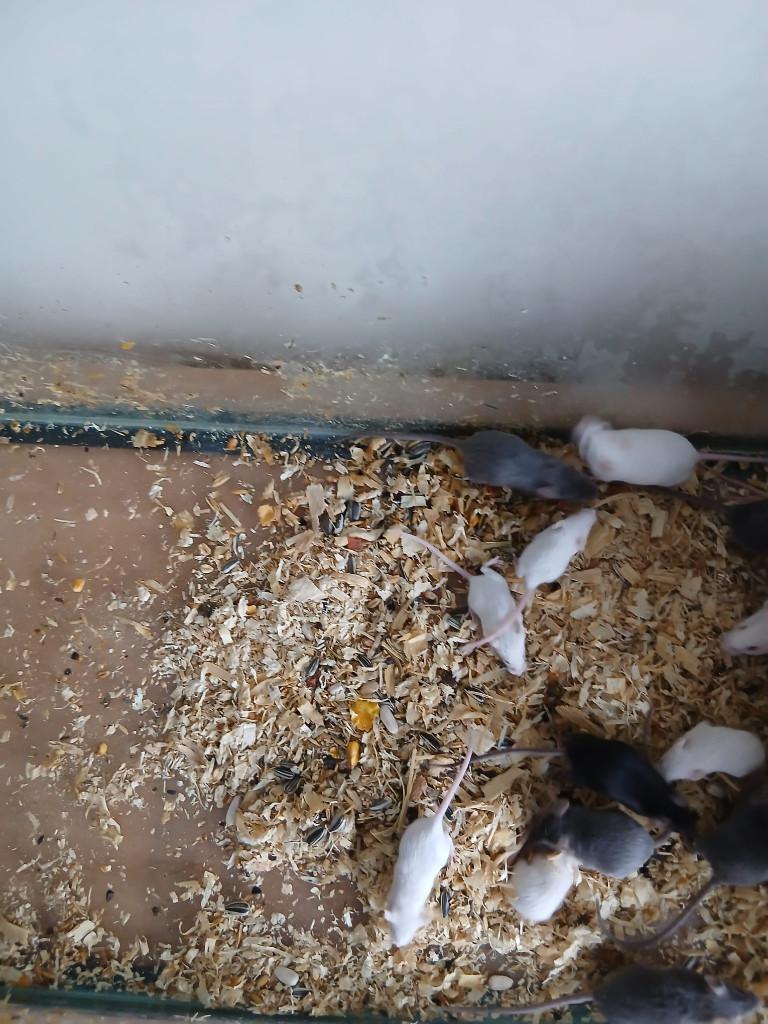 witte muizen, Ophalen, Overige typen