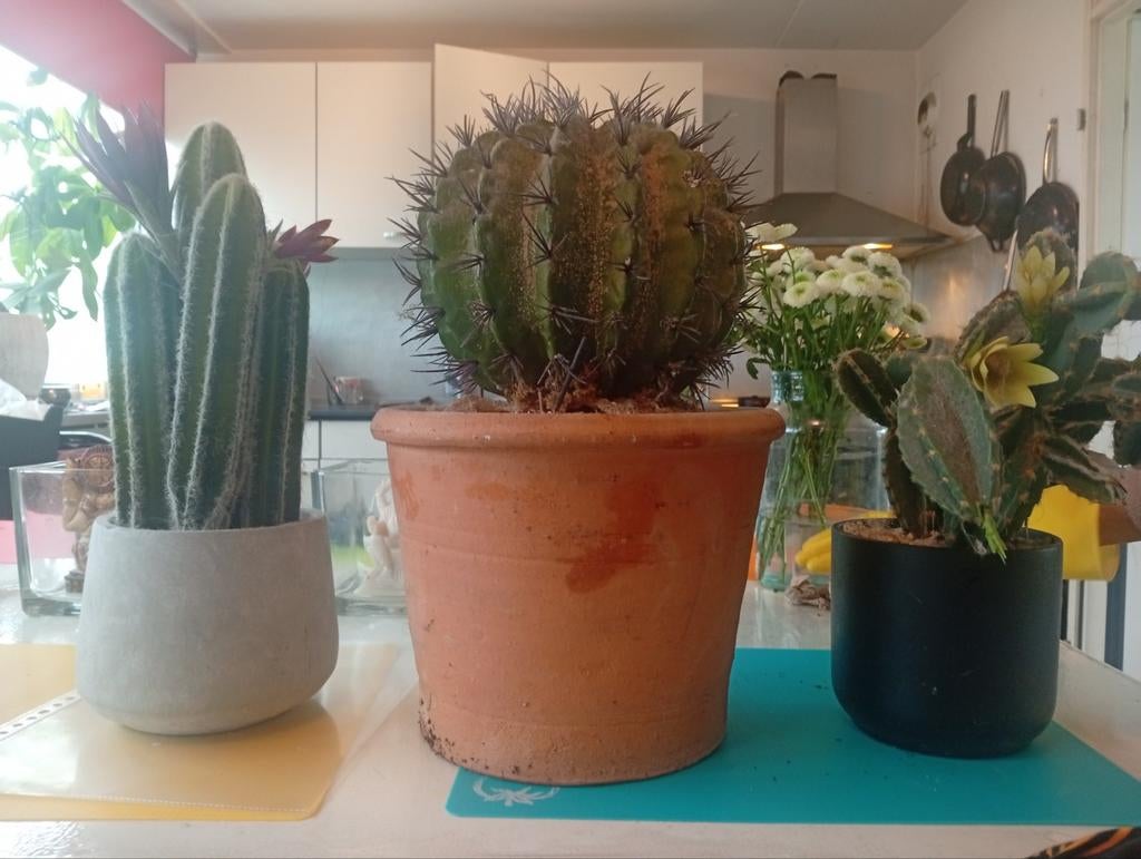 3 Luxe Namaak Cactussen uit Villa ArenA, Ophalen