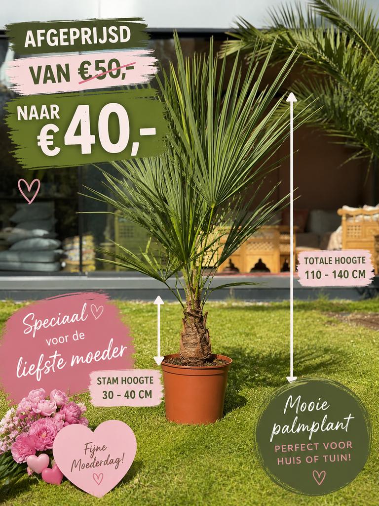 Moederdag tip  winterharde palmboom, Tuin en Terras, Bloembollen en Zaden, Ophalen, Gehele jaar, Volle zon