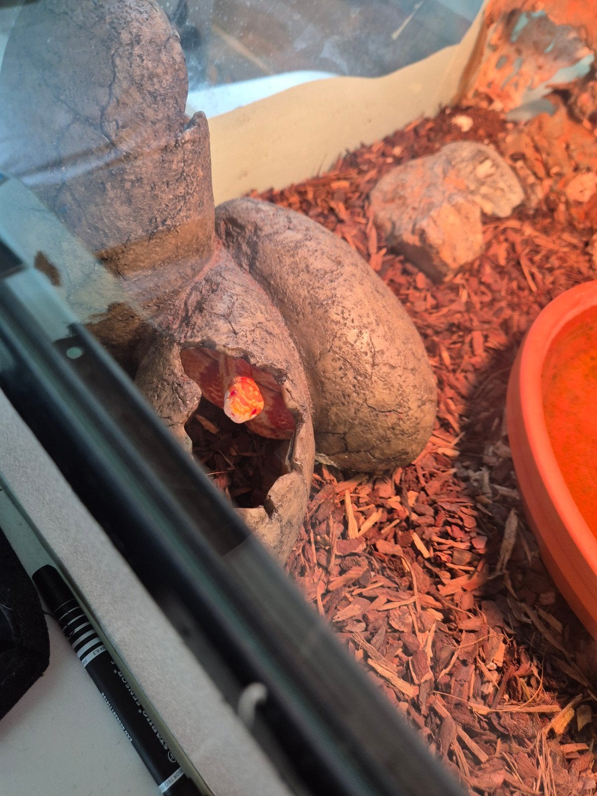 Rode rattenslang + terrarium Corn Snake photo 5