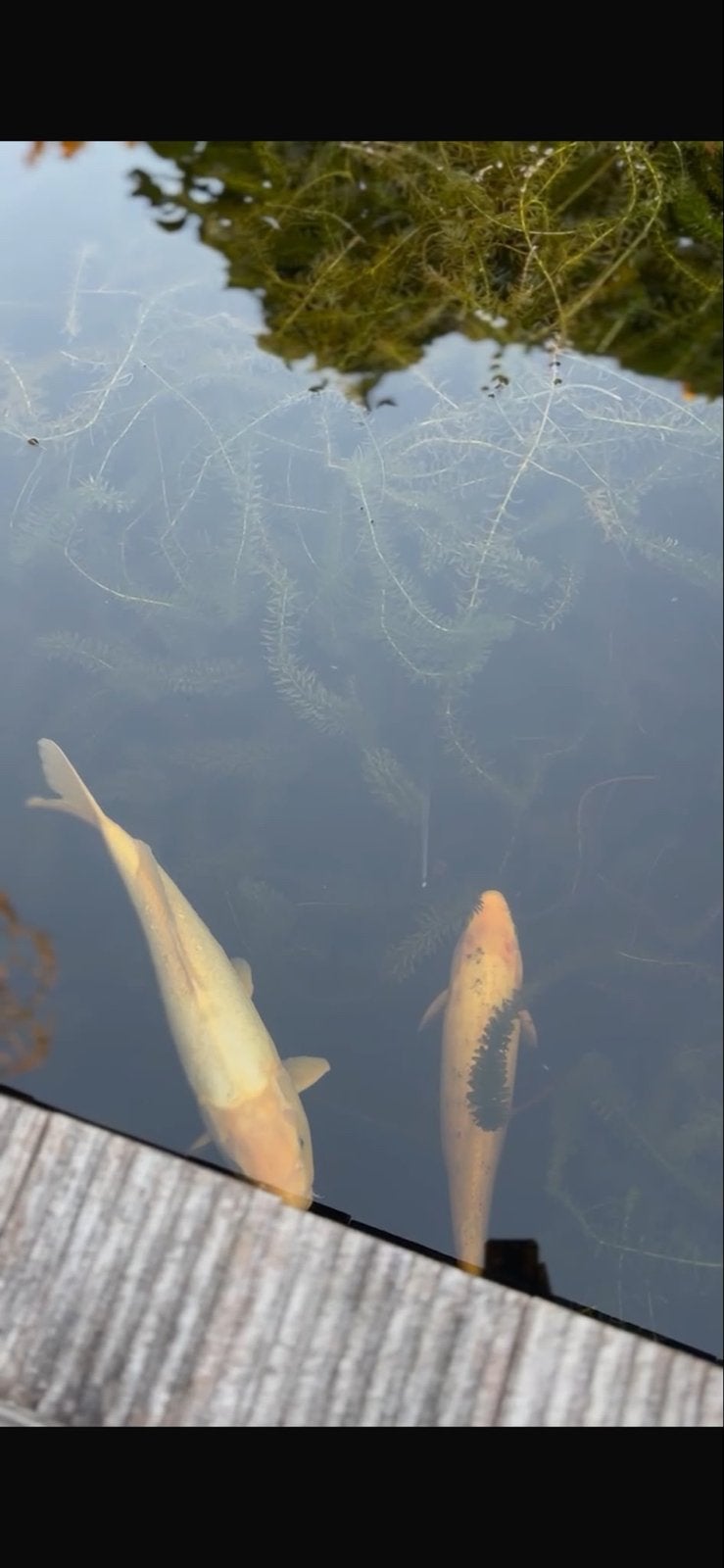 koikarpers, Dieren en Toebehoren, Karper of Koi