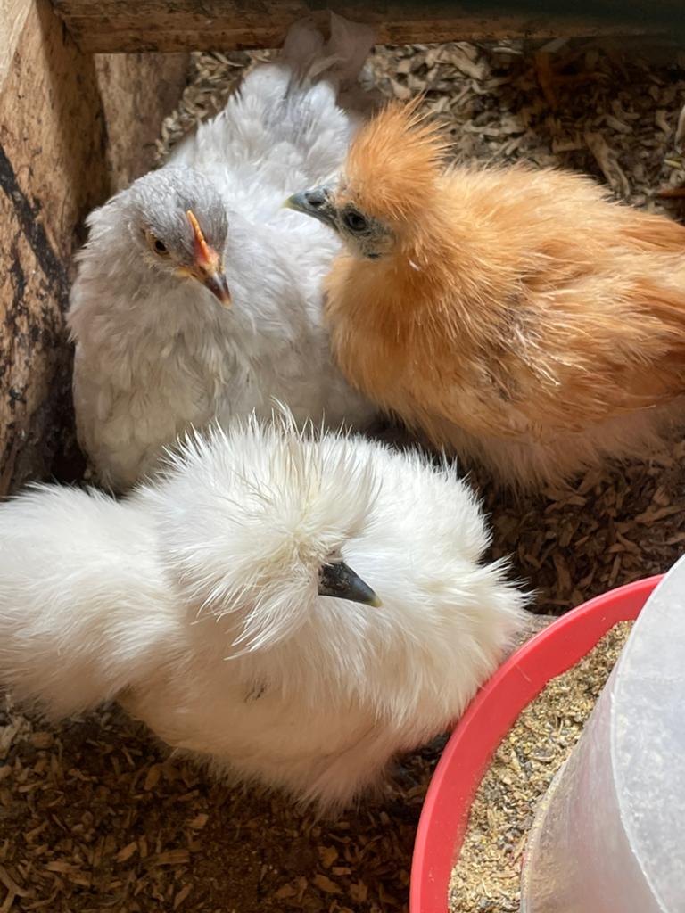 Mooie kuikens, Dieren en Toebehoren, Pluimvee, Geslacht onbekend, Kip