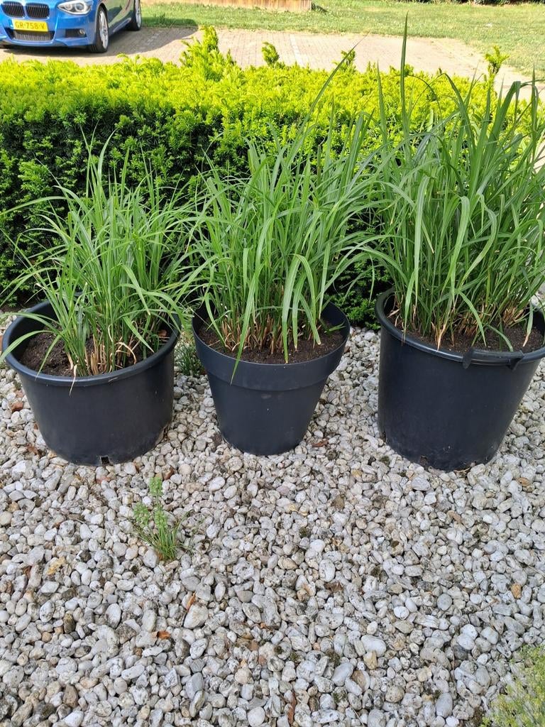 3 grote potten Siergras Miscanthus Sinensis Strieta, Ophalen, Siergrassen, Volle zon