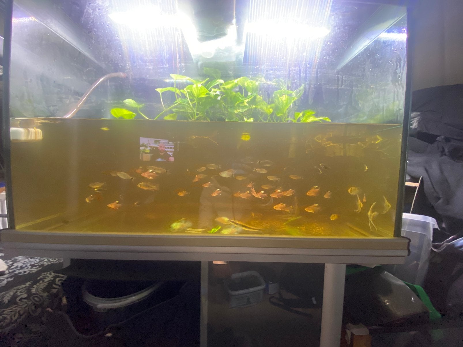 Aquarium met pomp 100x65x45 gebruikt, Gebruikt, Pomp, Aquatlantis, Ophalen of Verzenden