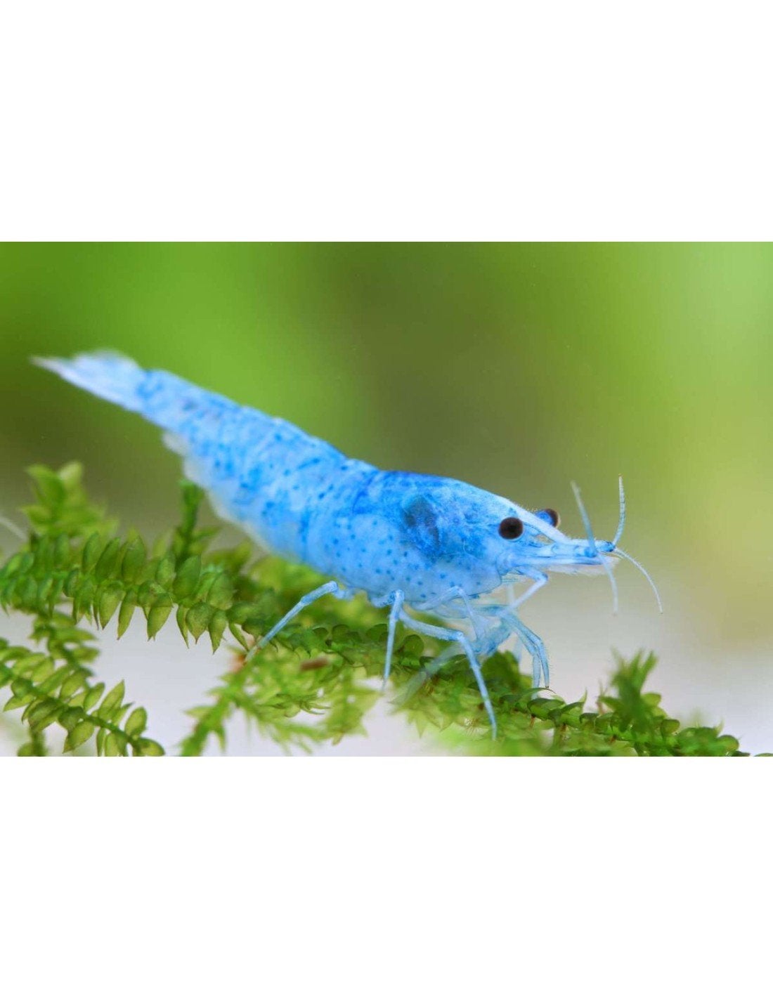 Bleu jelly, Dieren en Toebehoren, Vissen | Aquariumvissen, Kreeft, Krab of Garnaal