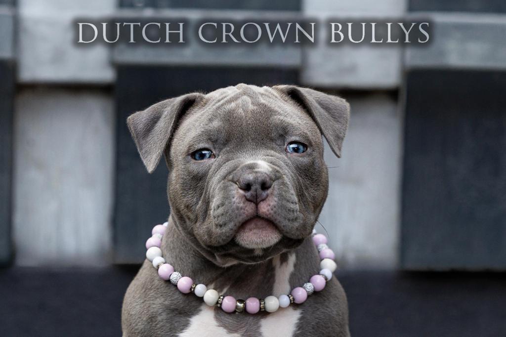 American pocket bully laaste teefje mag nest verlaten, 8 tot 15 weken, Bulldog, Meerdere, Meerdere dieren