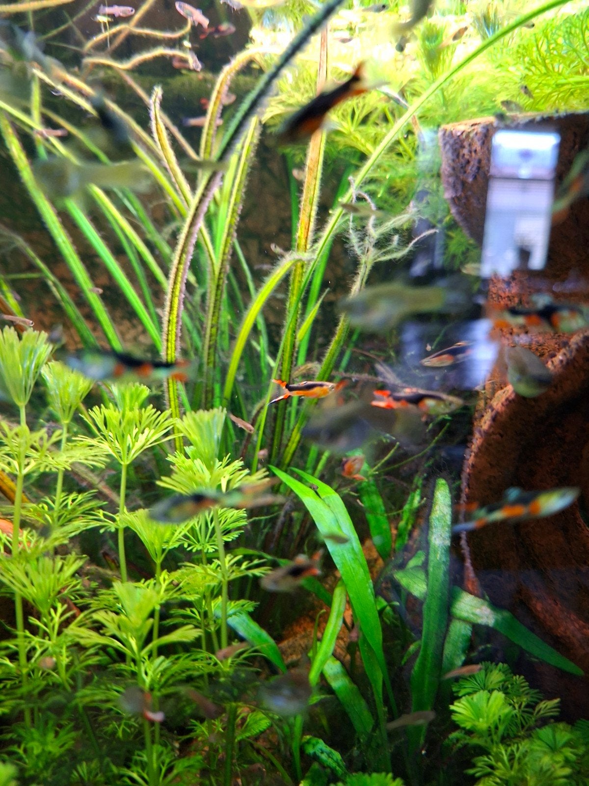 Endler guppen, Dieren en Toebehoren, Vis