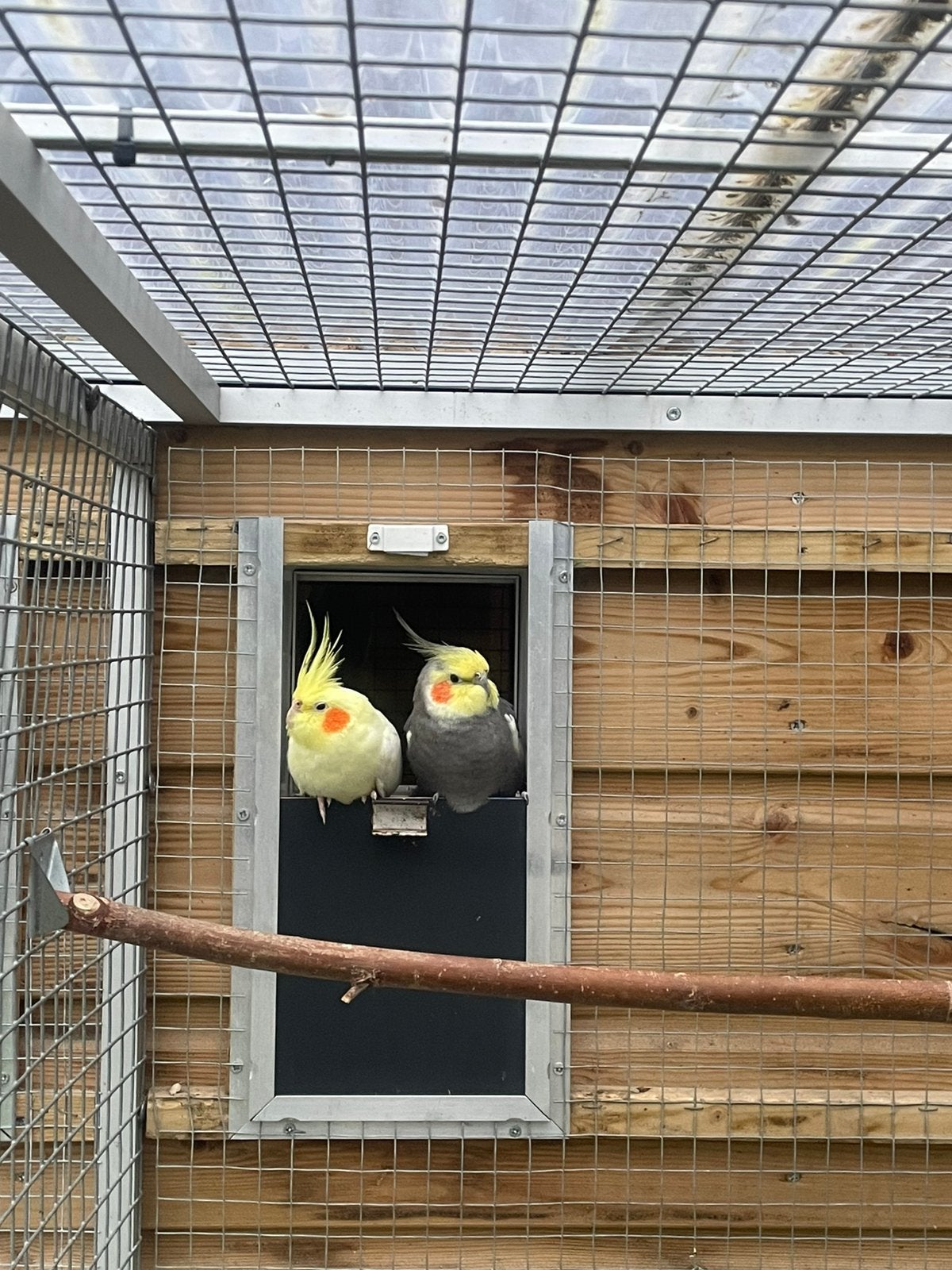 Koppel valkparkieten, Dieren en Toebehoren, Vogels | Parkieten en Papegaaien, Meerdere dieren, Parkiet