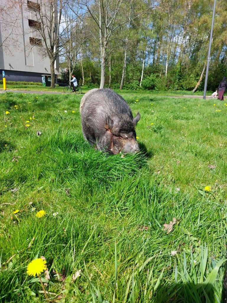 2 lieve varkentjes   borg en zeug, Dieren en Toebehoren, Geit
